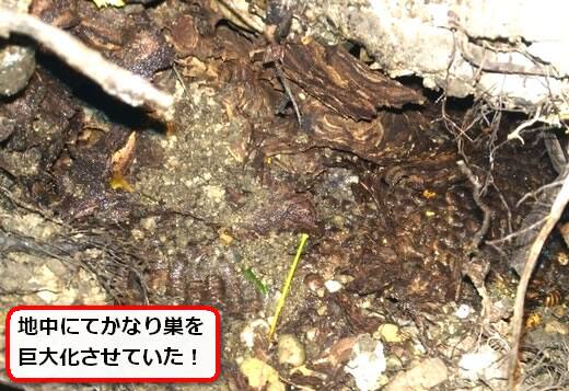 オオスズメバチ巣駆除地面