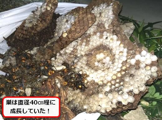 オオスズメバチ巣内部