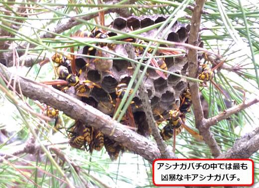 キアシナガバチの巣駆除