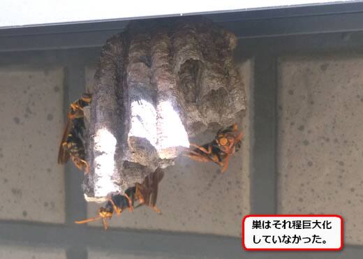 セグロアシナガバチの巣駆除