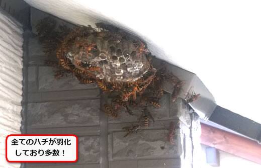 セグロアシナガバチの巣駆除