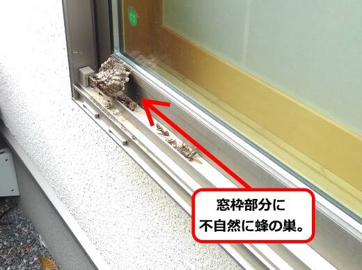 1月17日アシナガバチ