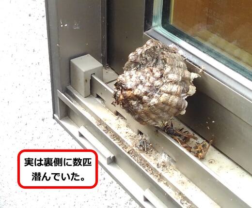 真冬ハチいる巣