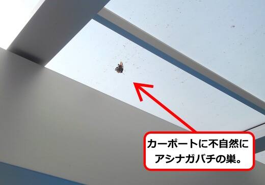 5月1日アシナガバチ