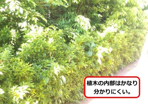植木内部ハチ