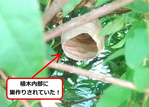 植木の中蜂の巣