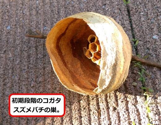 初期スズメバチ巣