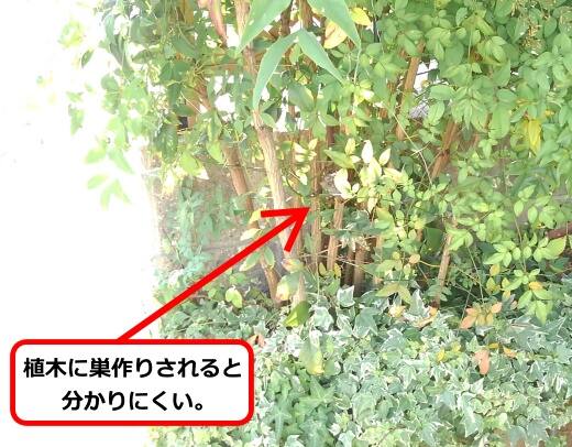 6月24日アシナガバチ