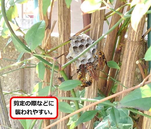 植木アシナガバチ巣
