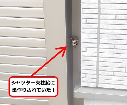 6月29日アシナガバチ