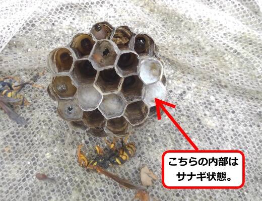 アシナガバチ巣内部