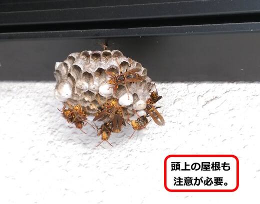 ポート蜂の巣