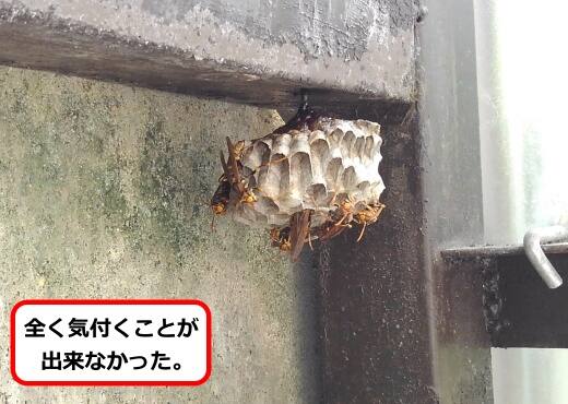 小屋内蜂の巣