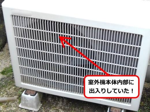 室外機ハチ出入り