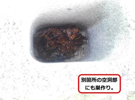 空洞部蜂の巣