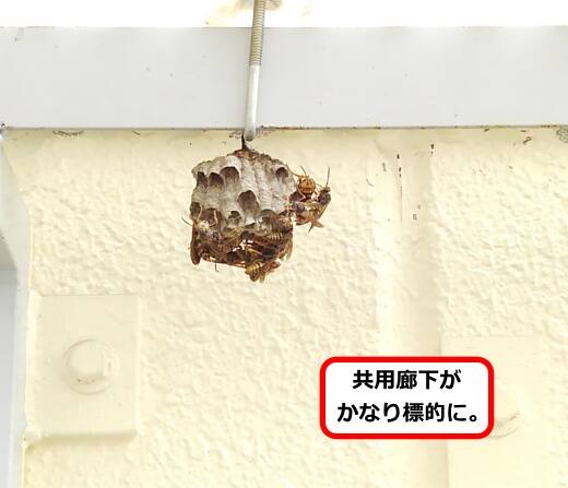 設備屋根蜂の巣