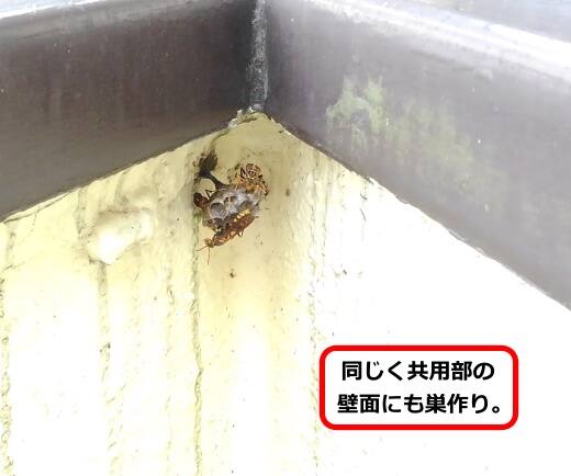 廊下壁面蜂の巣