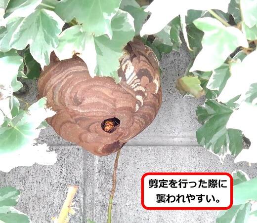 ツタスズメバチ巣