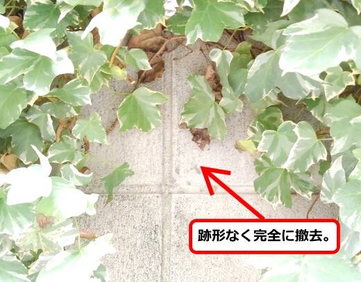 ツタ蜂の巣撤去