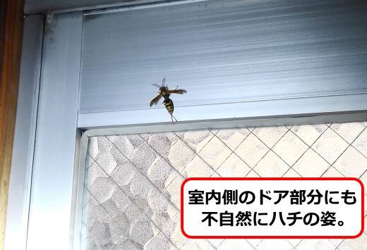 室内アシナガバチ
