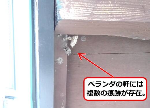 ハチの巣痕跡軒