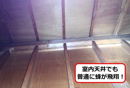 室内天井ハチ
