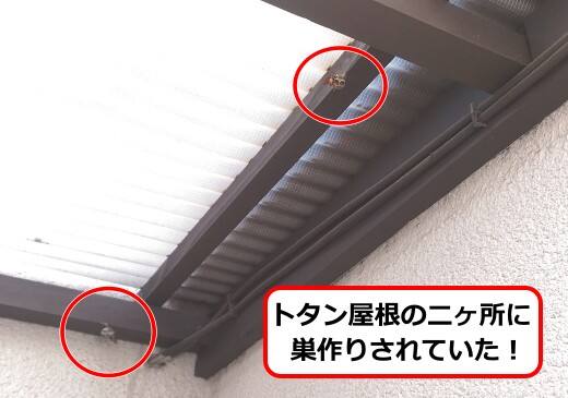 4月29日アシナガバチ