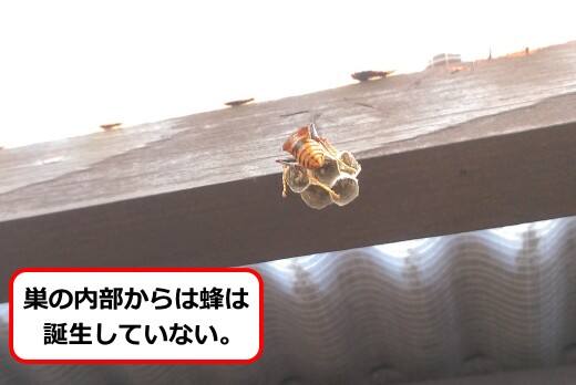 トタン蜂の巣
