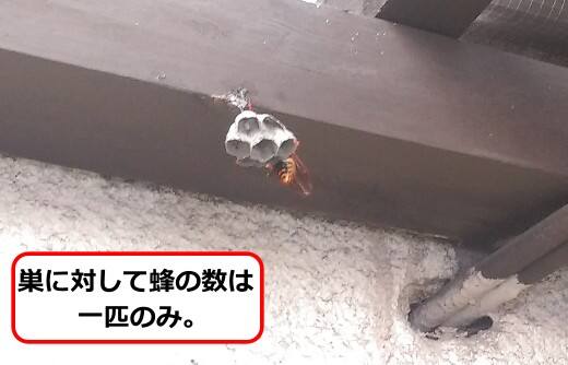 蜂の巣ハチ一匹