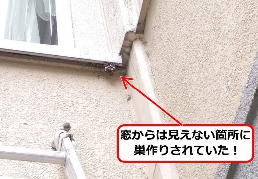 6月20日アシナガバチ