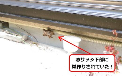 7月16日アシナガバチ