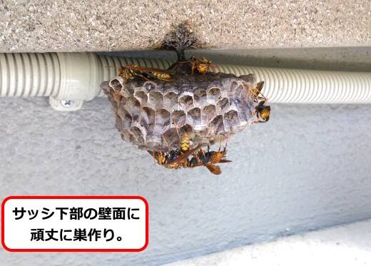 壁面アシナガバチ巣