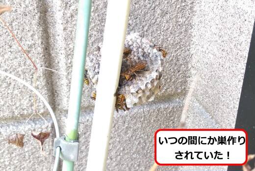 支柱アシナガバチ巣