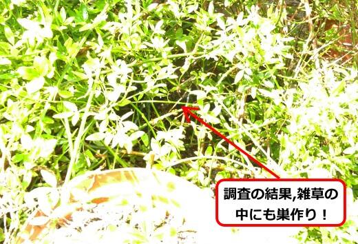 雑草内部蜂の巣