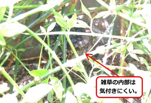 雑草アシナガバチ巣