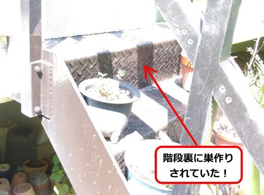 7月22日アシナガバチ