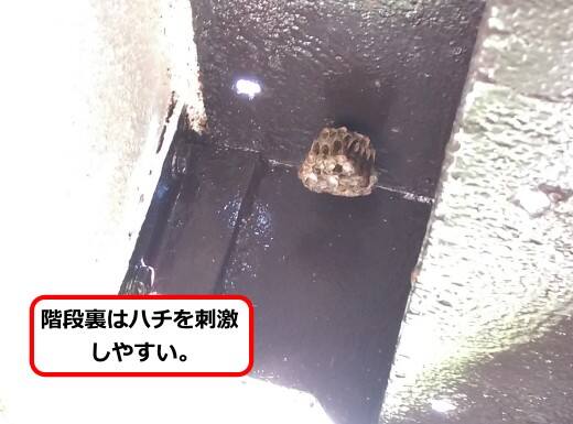 階段アシナガバチ巣