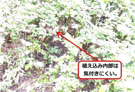 7月26日スズメバチ