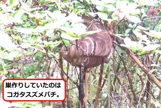 植え込みスズメバチ巣