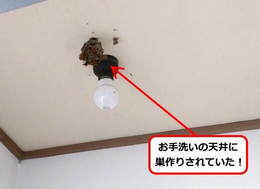 8月11日アシナガバチ