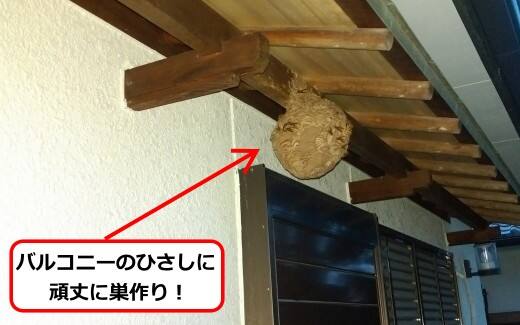 9月4日スズメバチ