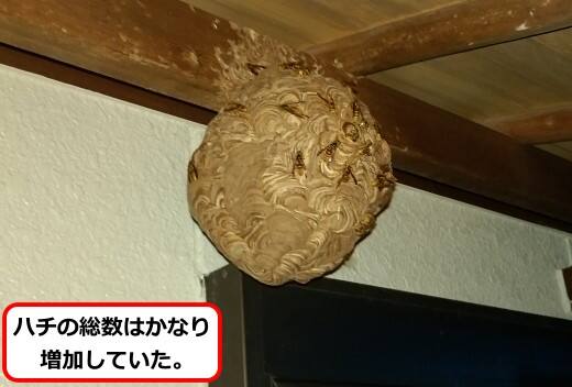 ひさしスズメバチ巣