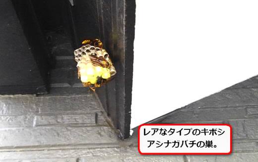 キボシアシナガバチの巣
