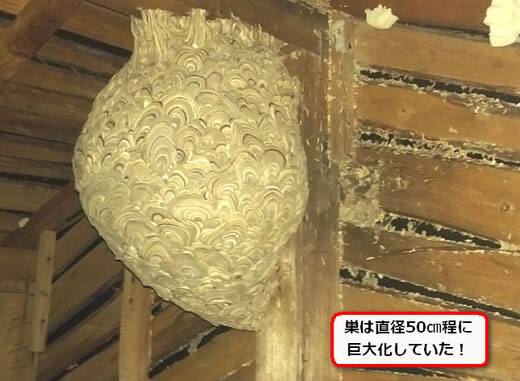 キイロスズメバチ巣屋根裏