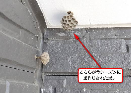 フタモンアシナガバチの巣駆除