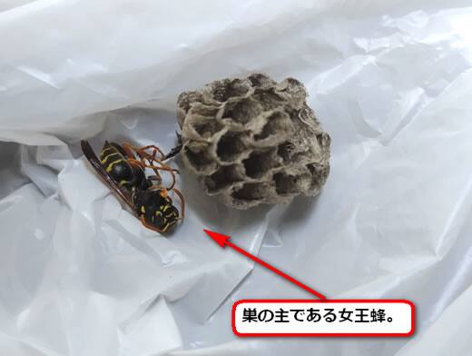 フタモンアシナガバチ女王蜂