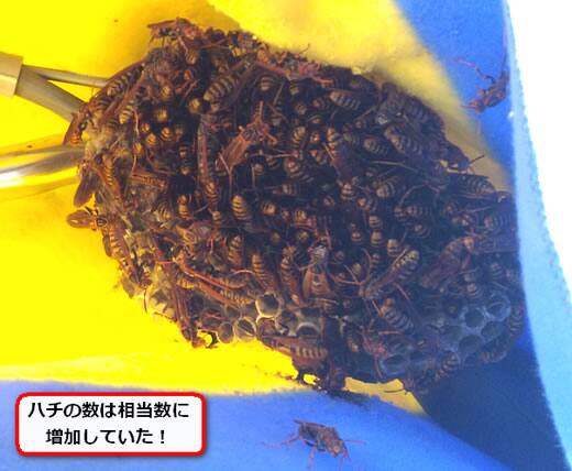 アシナガバチ駆除自転車