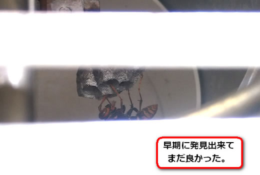ダクトアシナガバチ巣