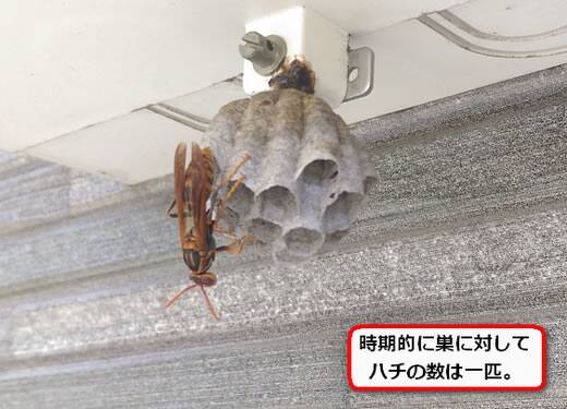 電気メーターハチ