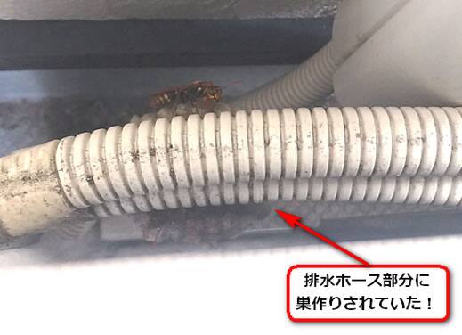 排水ホース蜂の巣